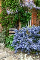 Ceonothus and Fatsia japonica in front of wooden water butt, with Honeysuckle and Wysteria climbing above - NGS Open Garden, Iken, Suffolk