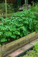 Raised bed of Potatoes - Open Gardens Day, Earl Stonham, Suffolk