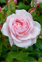 Rosa - Rose - 'Our Beth'