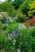 Summer border of roses, shrubs and other herbaceous plants, with trees beyond - Open Gardens Day, Earl Stonham, Suffolk