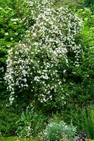 White Clematis montana 'Grandiflora' cascading over bushes - Open Gardens Day, Earl Stonham, Suffolk