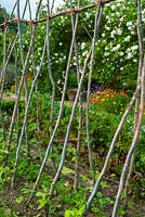 Rustic runner bean poles across vegetable garden with Roses, Pot Marigolds and California Poppies in border beyond - Open Gardens Day, Earl Stonham, Suffolk