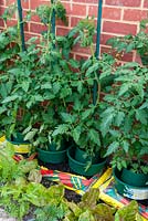 Tomato plants in growpots over a growbag - Open Gardens Day, Earl Stonham, Suffolk