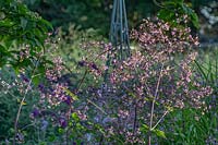 Thalictrum rochebruneanum lavender mist meadow rue