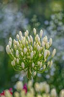 Agapanthus 'White Heaven' African lily flower buds