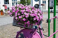 Pink petunia's on a crate on a pink bike, Schinveld The Netherlands 