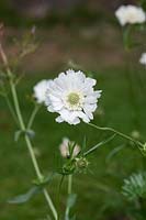 Scabiosa caucasica 'Perfecta Alba' - Scabious - Pincushion flower