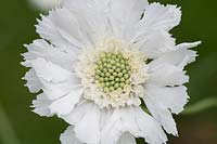 Scabiosa caucasica 'Perfecta Alba' - Scabious - Pincushion flower