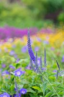 Veronica longifolia - Garden Speedwell