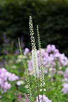 Actaea racemosa - Cohosh Bugbane