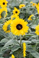 Helianthus interspecific - Sunflower 'Sunfinity'
