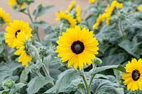 Helianthus interspecific - Sunflower Sunfinity