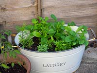 Old container planted with  Wild radish - Raphanus raphanistrum,  Wild Tansy  Phacelia tanacetifolia,  mallow - marigold.