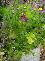 Old container planted with wildflowers placed in corner of garden.  Wild radish - Raphanus raphanistrum, Wild Tansy,  Phacelia tanacetifolia mallow - marigold.