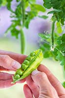 Woman opening pea pods to show the peas