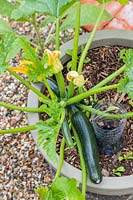 Courgettes ready for harvesting grown in a hugelkultur container