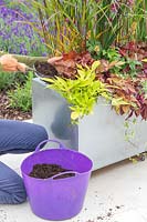 Woman topping up compost in recently planted up zinc trough planter