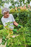 Garden owner wearing gloves to deadhead Rosa - Shrub Rose - in her garden