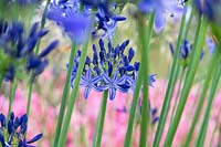 Agapanthus 'Northern Star' - African Lily 