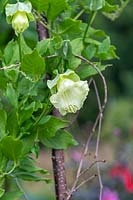 Cobaea scandens f. alba - White-flowered Cup-and-saucer Vine