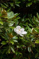 Magnolia grandiflora 'Charles Dickens'