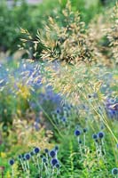 Stipa gigantea - Golden Oats - in front of blue Echinops ritro 'Veitch's Blue - Globe Thistle