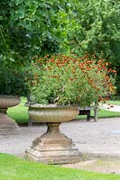 Tagetes tenuifolia - Signet Marigold - flowering in a stone urn