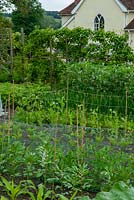 Rows of vegetable produce including Sweet Corn, Broad Beans, Onions and Peas with Williams Pear grown in espalier style on support beyond - Open Gardens Day, Coddenham, Suffolk