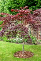 Acer tree in lawn setting with bark chippings mulch around base - Open Gardens Day, Great Finborough, Suffolk