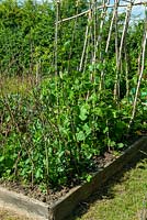 Raised bed of Peas and Runner Beans growing on rustic sticks and poles - Open Gardens Day, Great Finborough, Suffolk