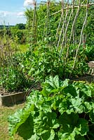 Rhubarb with raised bed of Peas and Runner Beans growing on rustic sticks and poles beyond - Open Gardens Day, Great Finborough, Suffolk