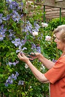 Woman cutting stems of Clematis 'Prince Charles' for the flower vase