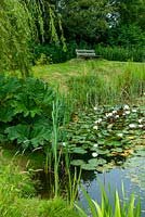 Pond with Water Lillies and marginal plants including Gunnera with elevated bench beyond - Open Gardens Day, Kelsale, Suffolk