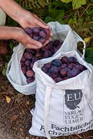Bags of wild Plums harvested from hedgerow