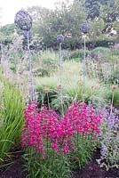 Perennial summer border with Allium 'Purple Sensation' seedheads 