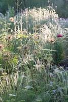 Early light on bed with Stipa tenuissima 'Wind Whispers' Allium 'Purple Sensation' seedheads Verbena bonariensis and Catananche 