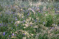 Wildflower meadow with Geranium pratense - Meadow Cranesbill and grasses
