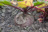 Beta vulgaris 'Kogel 2' beetroot on an allotment showing signs of being nibbled by a small rodent