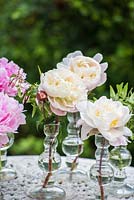 White and pink peonies in displayed in glass vases