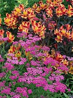 Alstroemeria 'Indian Summer' Peruvian Lily in mixed bed, June