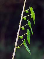 Calystegia sepium, Bindweed in tangled hedgerow 