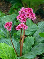 Bergenia 'Morgenrote'  in flower, May