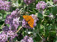 Polygonia c-album - Comma Butterfly on Buddleja Crispa flower 