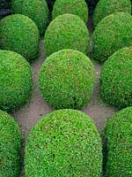 Topiary Buxus sempervirens - box balls