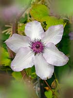 Clematis florida 'Pistachio' in flower
