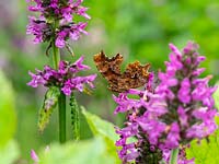  Polygonia c-album - Comma Butterfly feeding on Stachys officinalis after rain