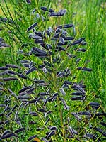 Cytisus scoparius - Seed pods wild broom in June