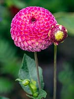 Dahlia 'Burlesca' in flower in late June