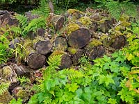 Pile of decaying logs haven for insects 