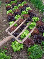 Vegetable patch with rows of salad leaves 